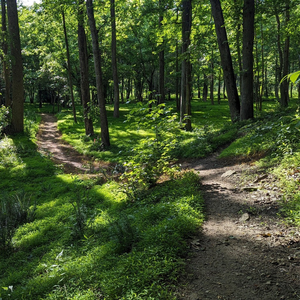 photo of a lush, green, forest path.