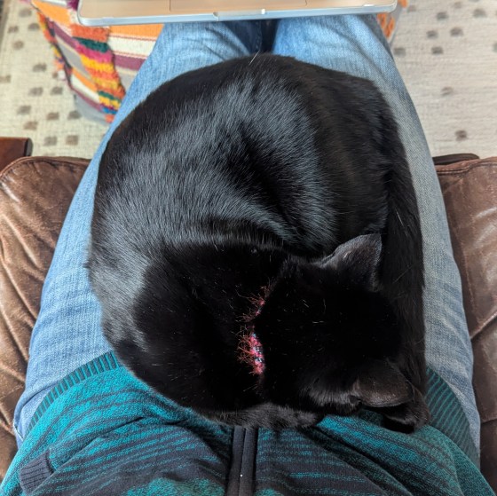 black cat in my lap
