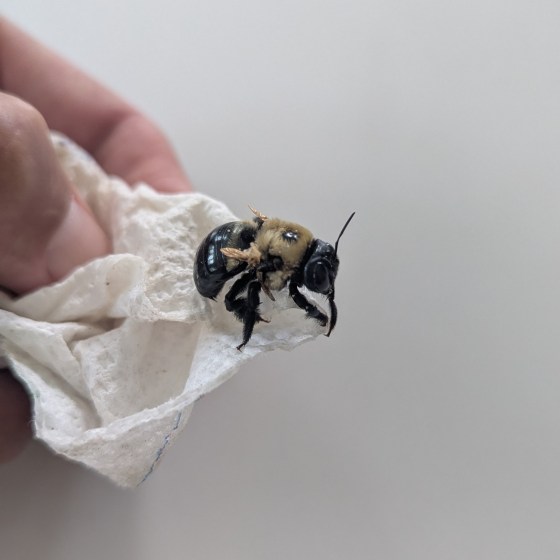 picture of a carpenter bee on a paper towel with tiny wings, too small to help him fly