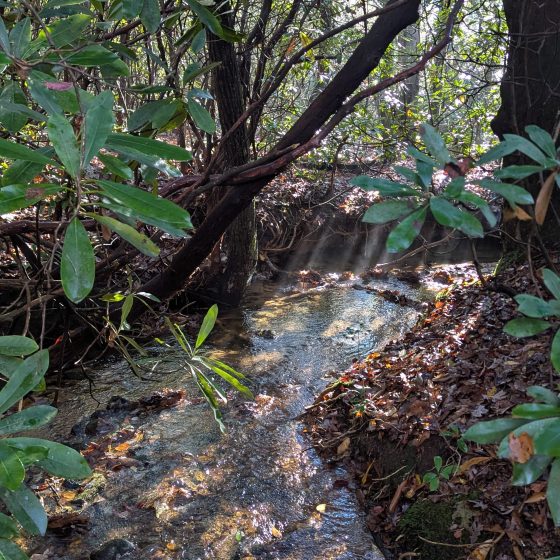 image of a small stream with green leaves over it shadowing the sunlight